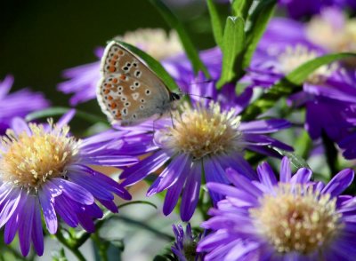 common blue