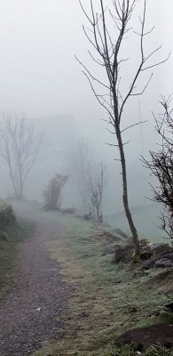 Morning walk in fog