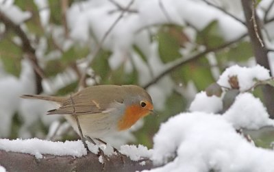  European robin