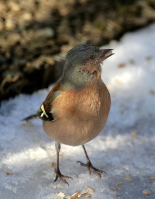 Buchfink / chaffinch