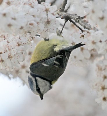 Blue tit