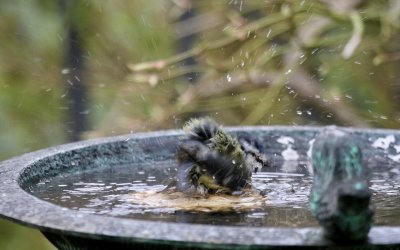 bathing blue tit