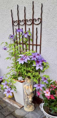 Clematis on my balcony