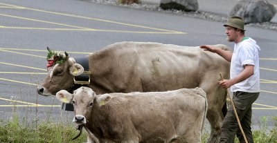 After four months the cows coming down from the alps...