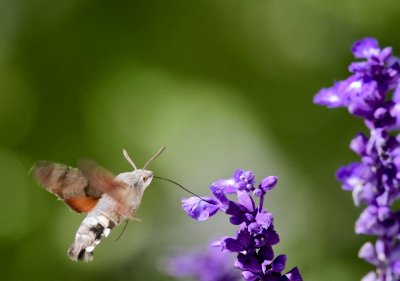 Taubenschwnzchen / Hummingbird Hawk-moth