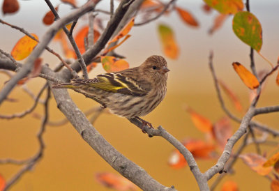 pine siskin DSC_8765 RS.jpg