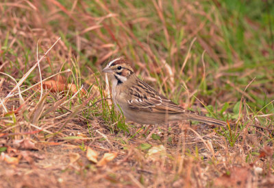 lark sparrow DSC_8666 RS.jpg