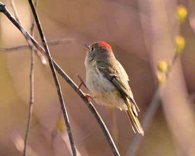 ruby-crowned kinglet DSC_9131.jpg