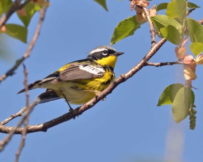 magnolia warbler DSC_9197.jpg