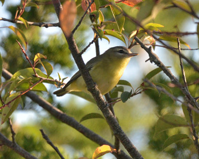 Philadelphia Vireo 9386.jpg