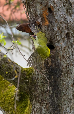 Birds