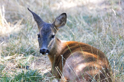 chevreuils_et_cerfs