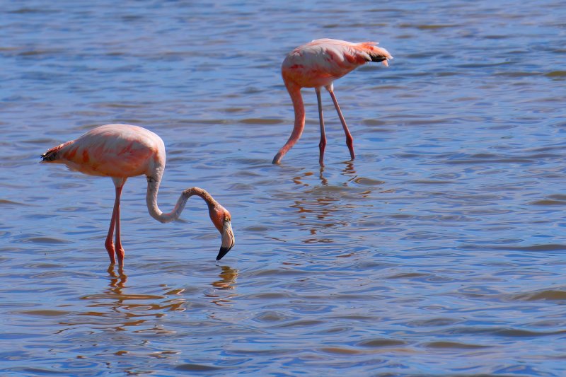 American/Caribbean flamingos