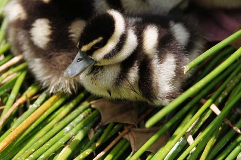 Cute black-bellied whistling duckling