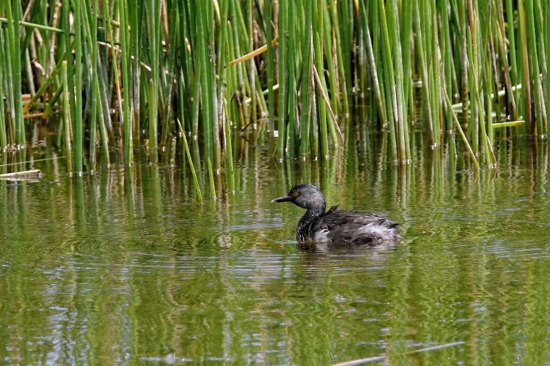 Least grebe