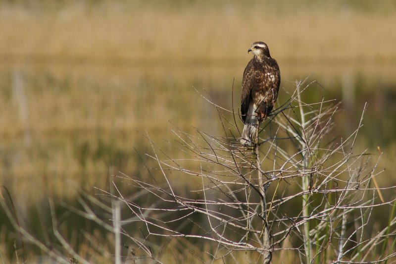 Snail kite