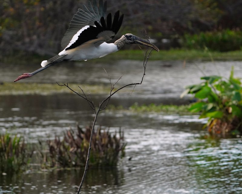 Wood stork flying with a huge branch