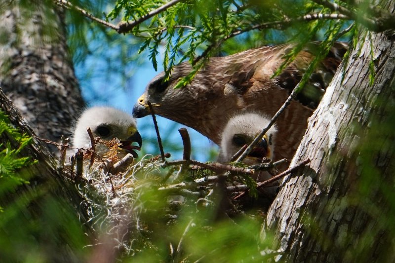 Red-shouldered hawk chicks in nest
