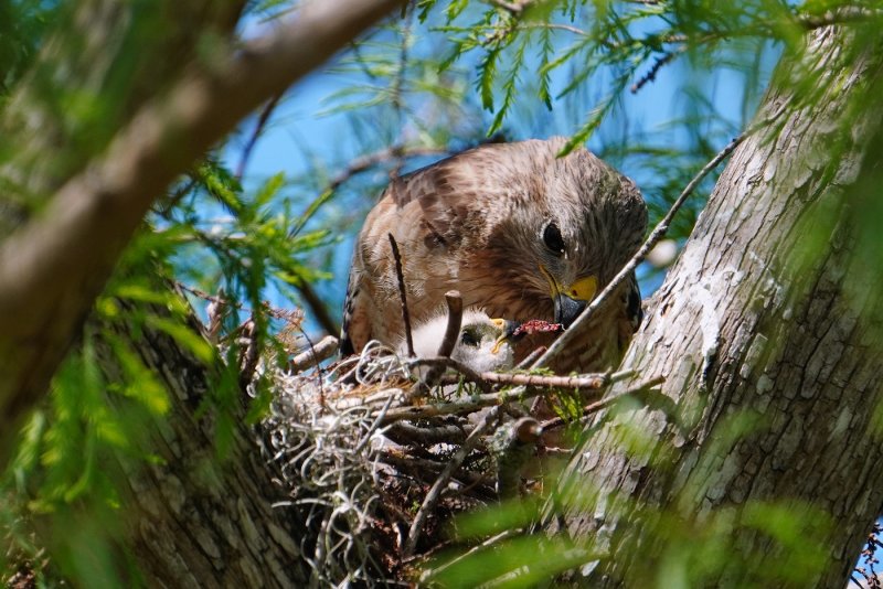 Red-shouldered hawk feeding chick