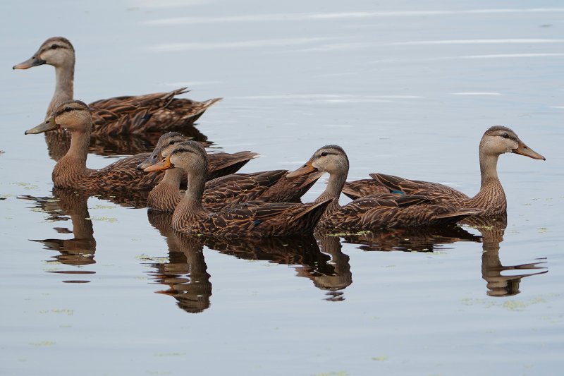 Bunch of mottled ducks