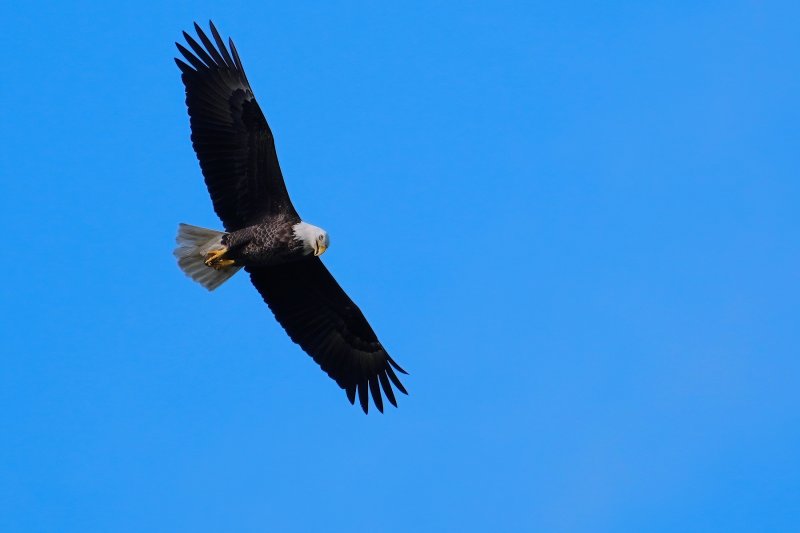 Bald eagle circling overhead