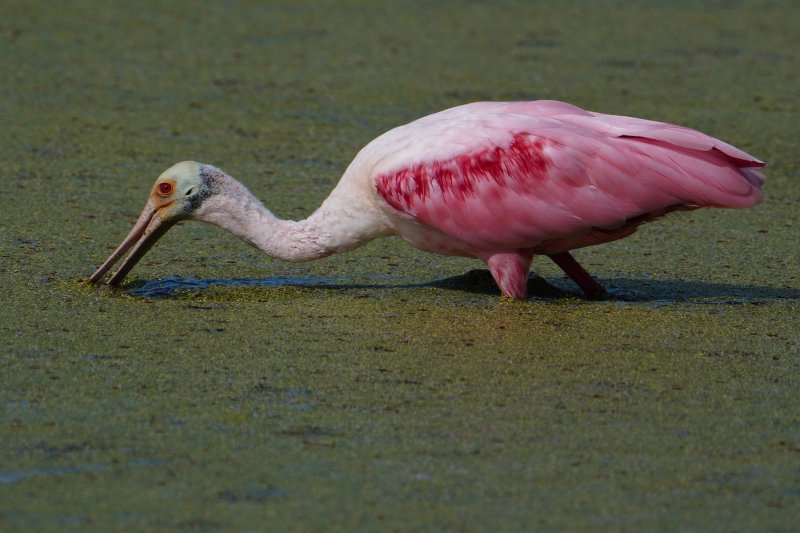 Roseate spoonbill in the duckweed