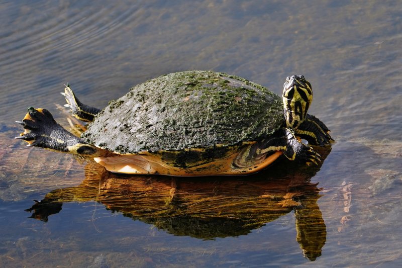 Cooter turtle, keeping its feet dry