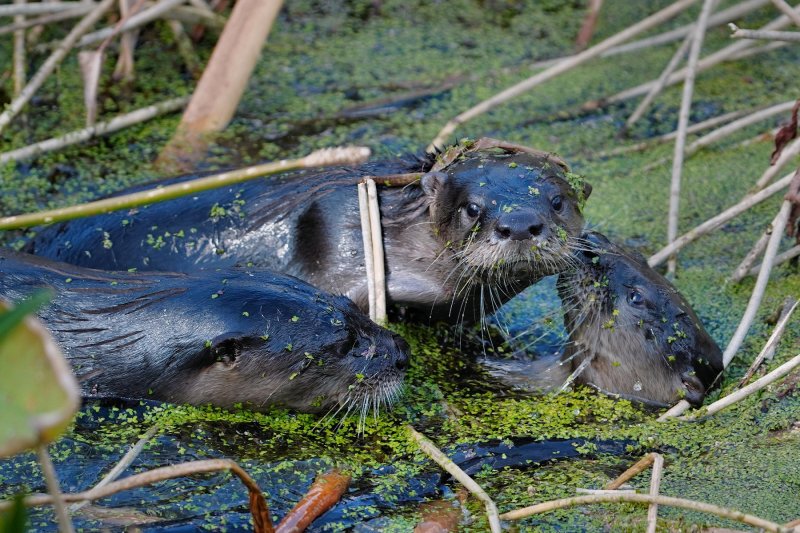 River otters playing and kissing
