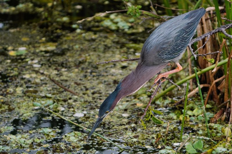 Green heron neck fully extended