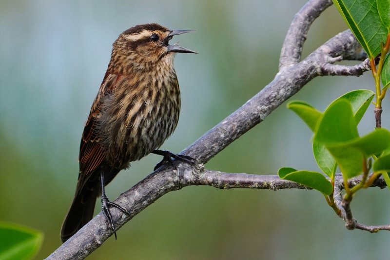 Female red-winged blackbird