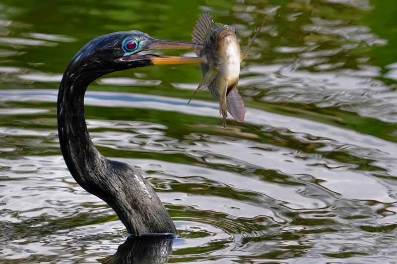 Anhinga with a big fish