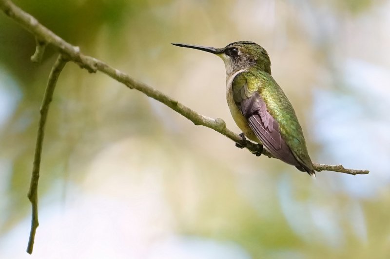 Ruby-throated hummingbird - male
