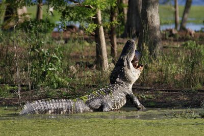 Alligator hoisting turtle