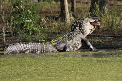 Alligator working off a bite of turtle