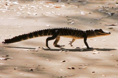 Young alligator crossing the path