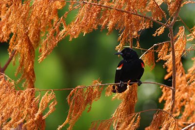 Red-winged blackbird, colorful setting