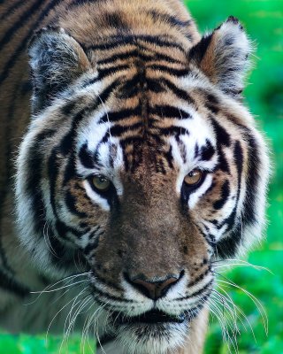 Tiger stare