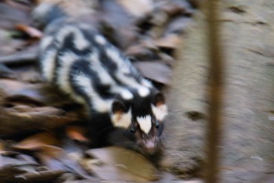 Eastern spotted skunk