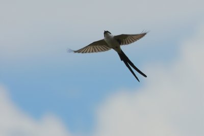 Fork-tailed flycatcher