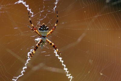 Silver argiope spider's 'X' stance