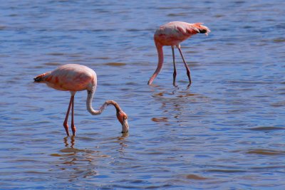 American/Caribbean flamingos