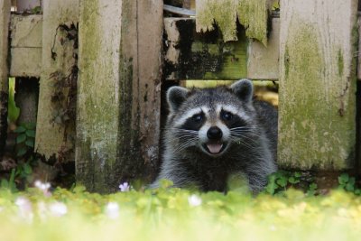 Raccoon coming through my fence hole