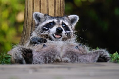 The ultimate lazy raccoon