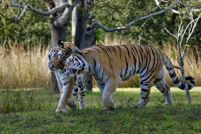 Tiger affection