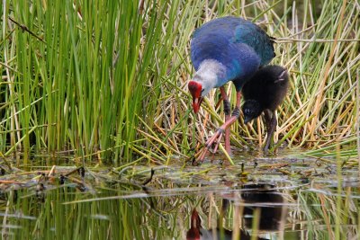 Purple swamphen and her chick