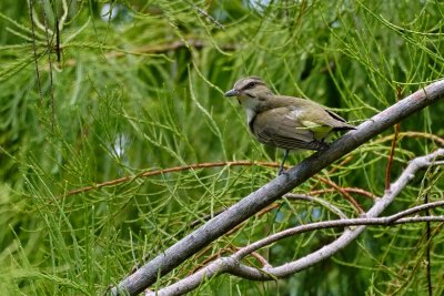 Black-whiskered vireo