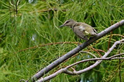 Black-whiskered vireo