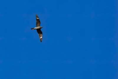 Common nighthawk