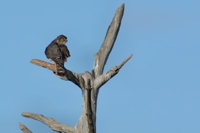 Merlin