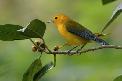 Prothonotary warbler